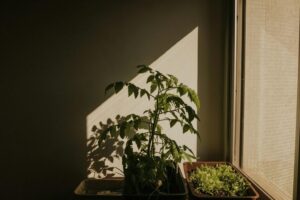 resized_152032
